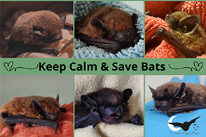 bat rehabilitation, bat rescue