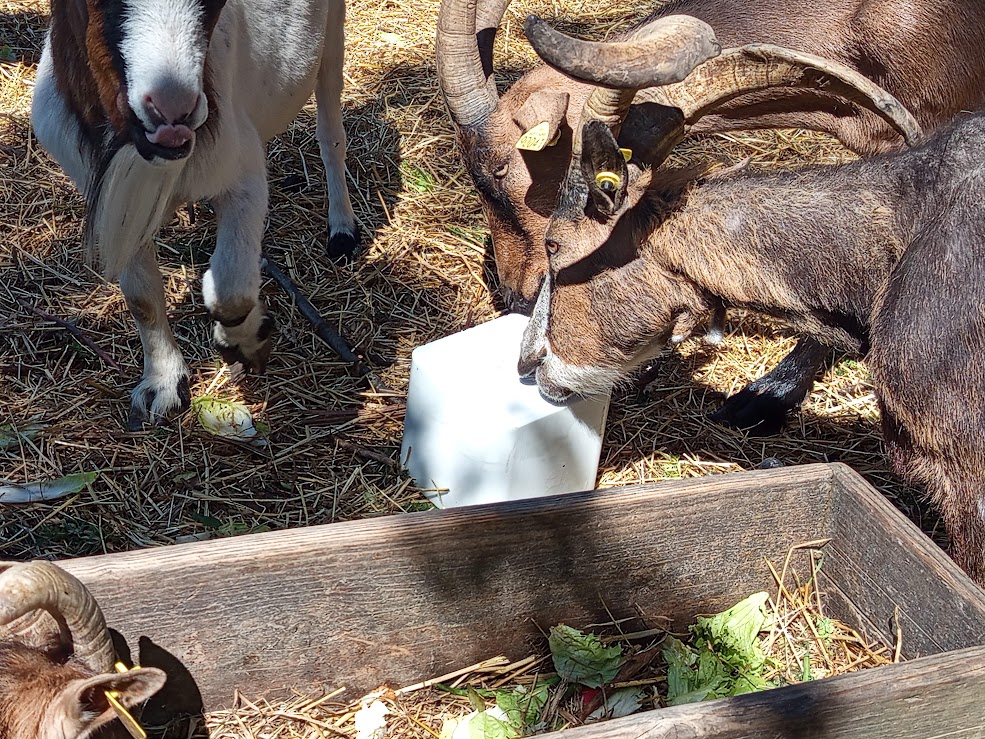 Pour aider la Ferme Pédagogique Océane à vivre