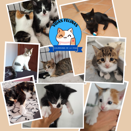 Asociación Vidas felinas Churriana de la Vega