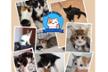 Asociación Vidas felinas Churriana de la Vega