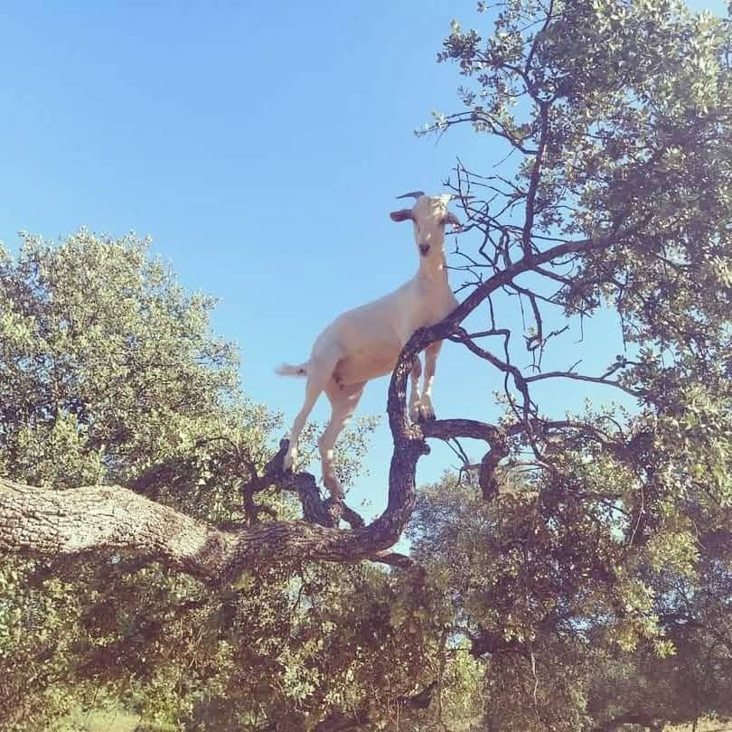 Refugio-Santuario de Animales Liberando Corazones