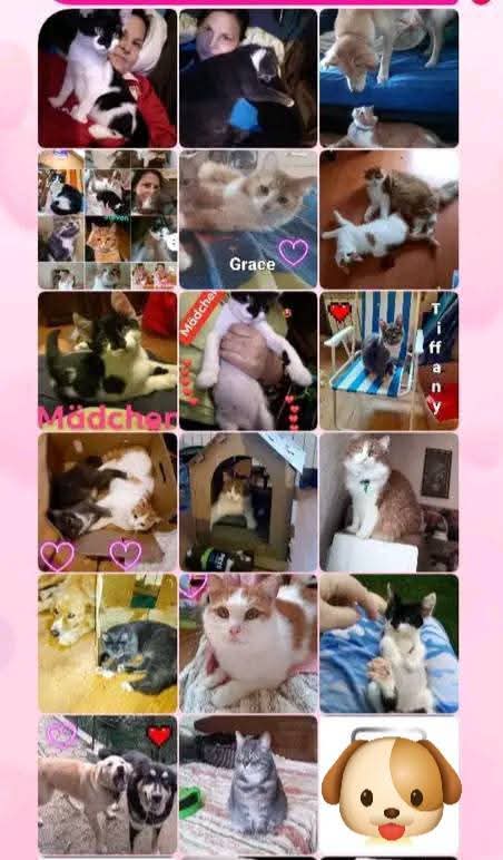 Please help for 30 animals rescued from the streets