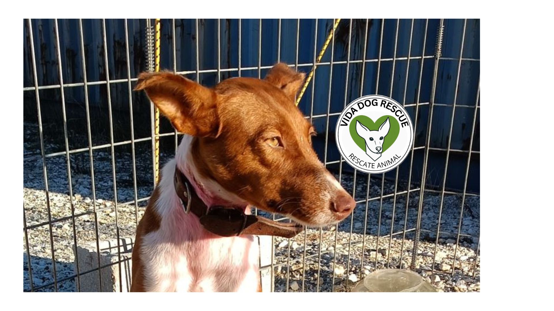 Vida Dog Rescue - Rescate Animal