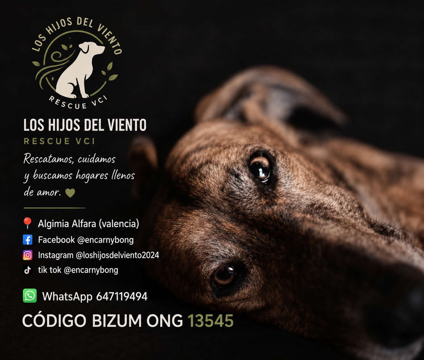 Refugio Los Hijos del viento rescue valencia Encarni ONG