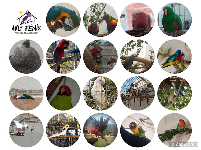 Protectora AVE FENIX - Cataluña