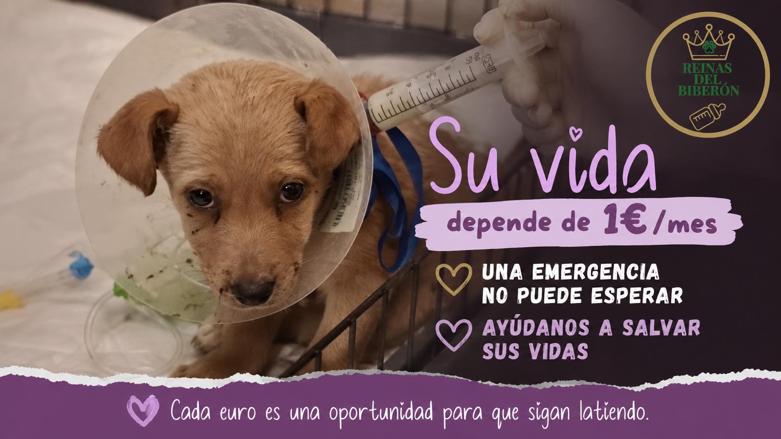 Las Reinas Del Biberón:Emergencias veterinarias.