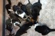 Help 30 cats with just €1