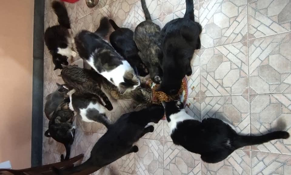 Help 30 cats with just €1