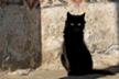 4 Gatos de Panticosa
