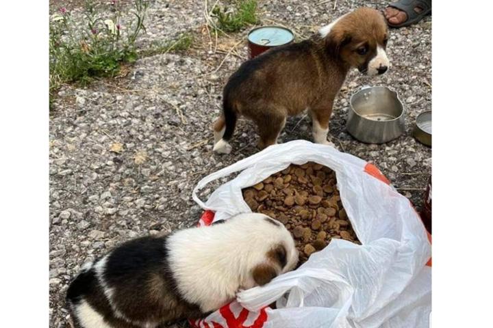 Straylight Animal Rescue e.V.