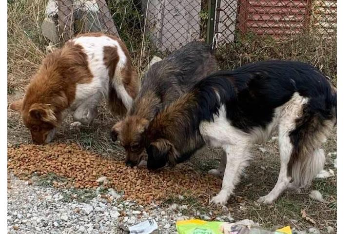 Straylight Animal Rescue e.V.