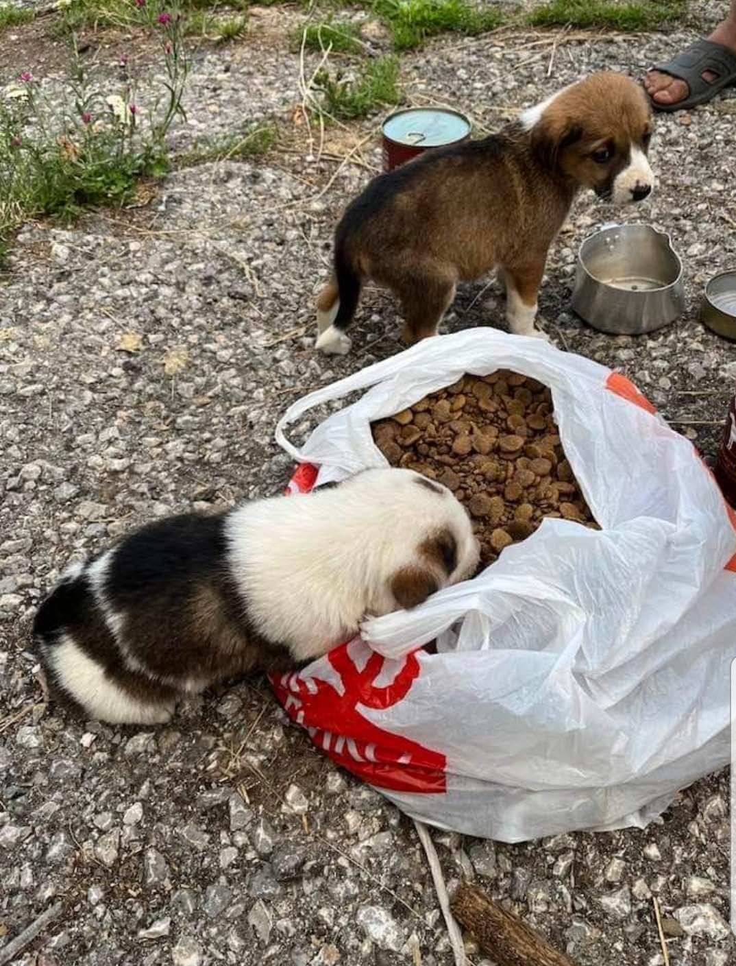 Straylight Animal Rescue e.V.