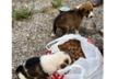 Straylight Animal Rescue e.V.