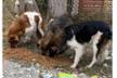 Straylight Animal Rescue e.V.