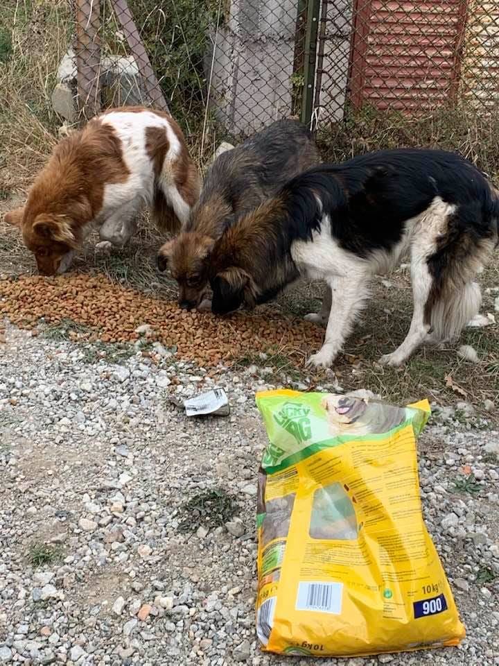 Straylight Animal Rescue e.V.