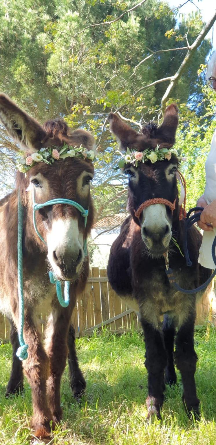 Association Le refuge des grandes oreilles