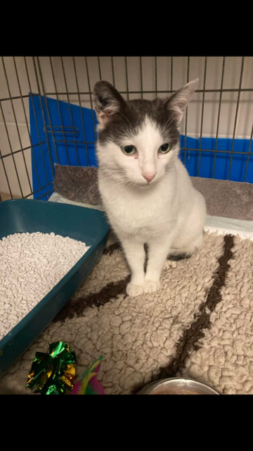 Aide pour les stérilisations, soins et sauvetages des chats errants (69)