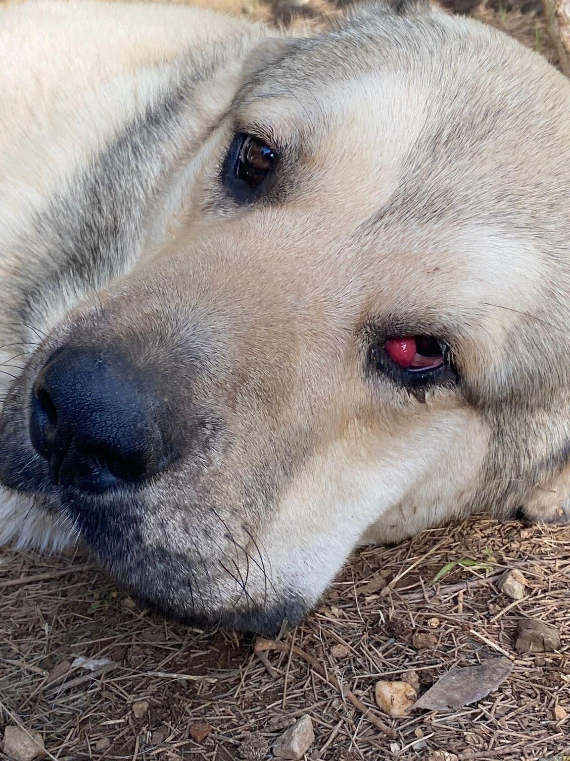 Dale mejor vida a Lobby