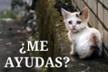 Los ARISTOGATOS de Boadilla