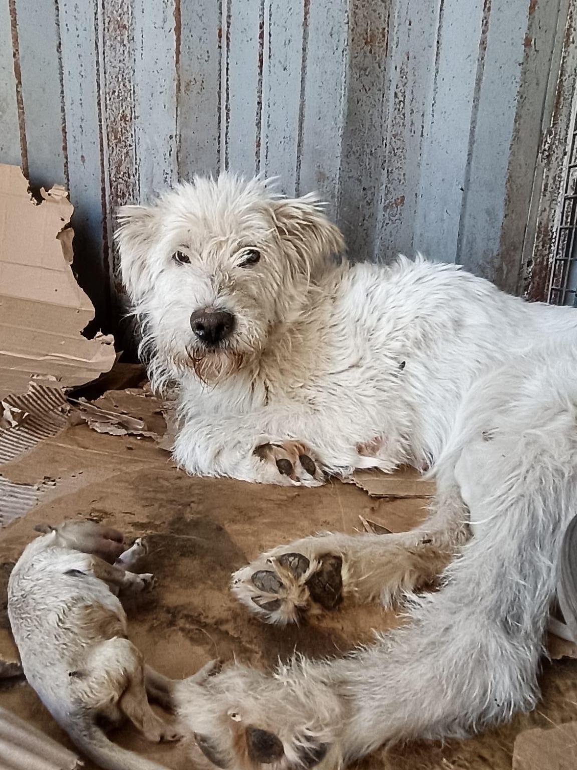 Hunderettung Kasachstan eV