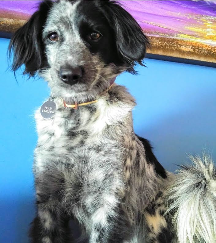 Santuario Animal Hada