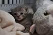 RACCOLTA @ADOZIONE GATTI E GATTINI PRATO, PISTOIA E FIRENZE