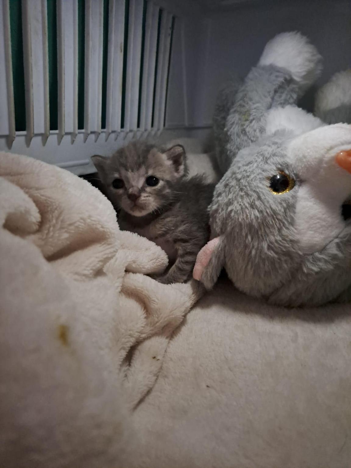 RACCOLTA @ADOZIONE GATTI E GATTINI PRATO, PISTOIA E FIRENZE