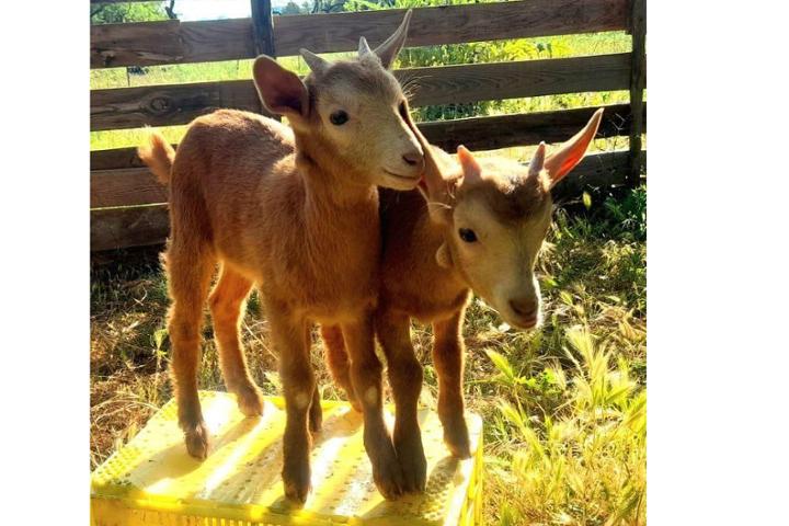 Yellowgoats – Wildfire Prevention