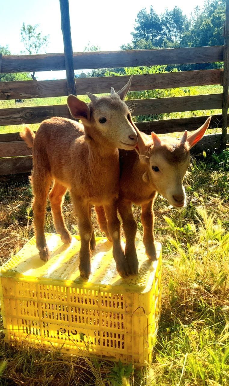 Yellowgoats – Wildfire Prevention