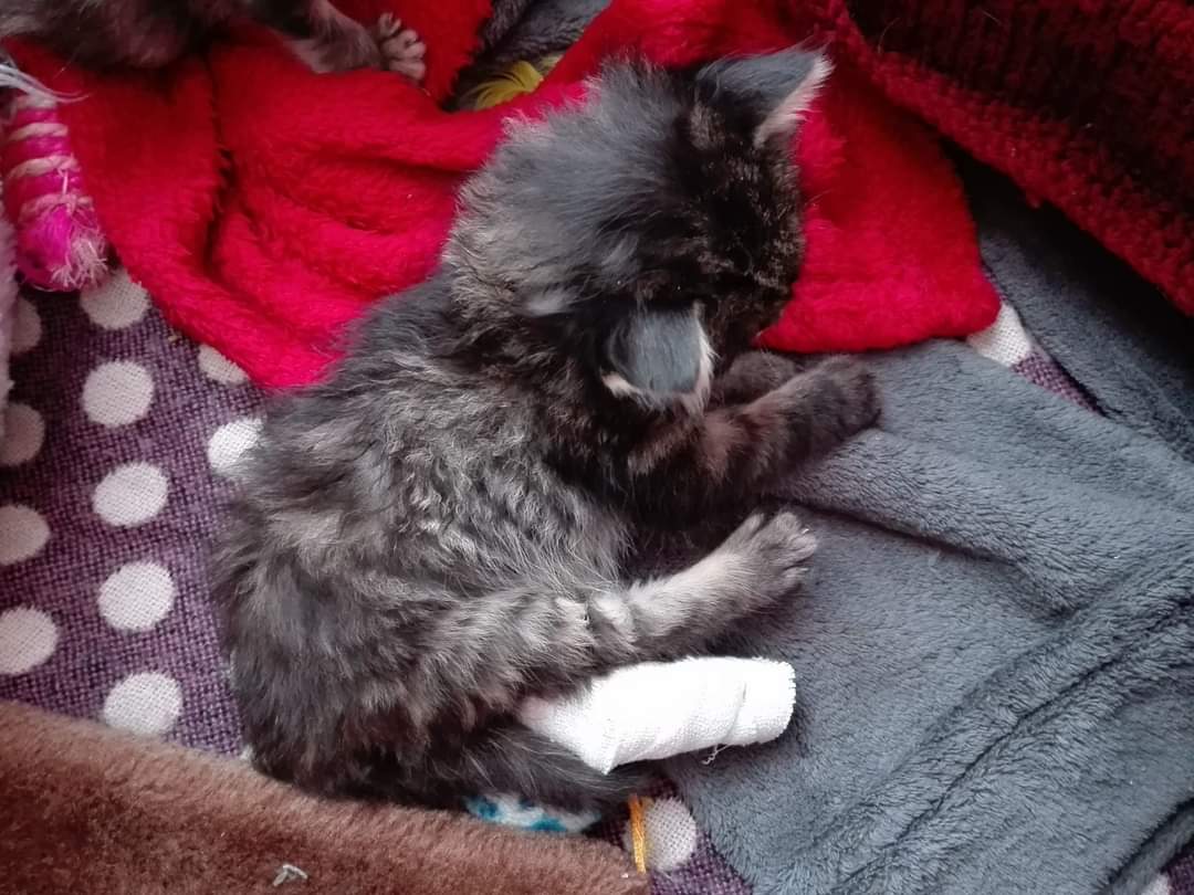 soutenir l'association Miou-Miou Cats:
soins des chats et chiens