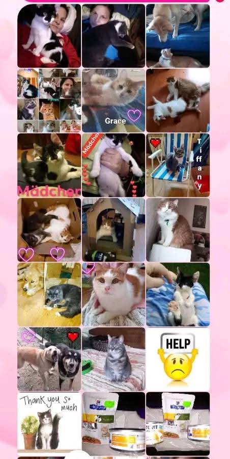 Helo My 30 rescued animals from the streets and more homeless