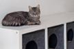 Felinos de Almócita