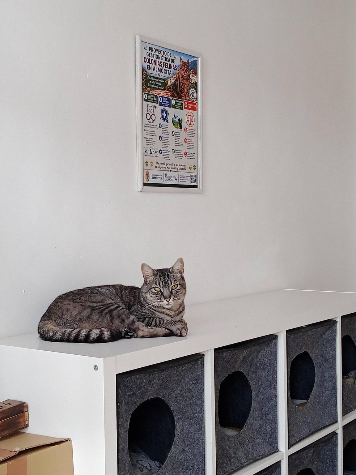 Felinos de Almócita