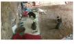GATS DE 3 COLONIES