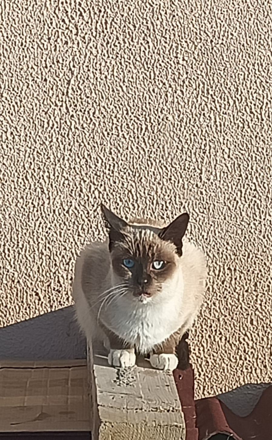 Los gatitos sin hogar