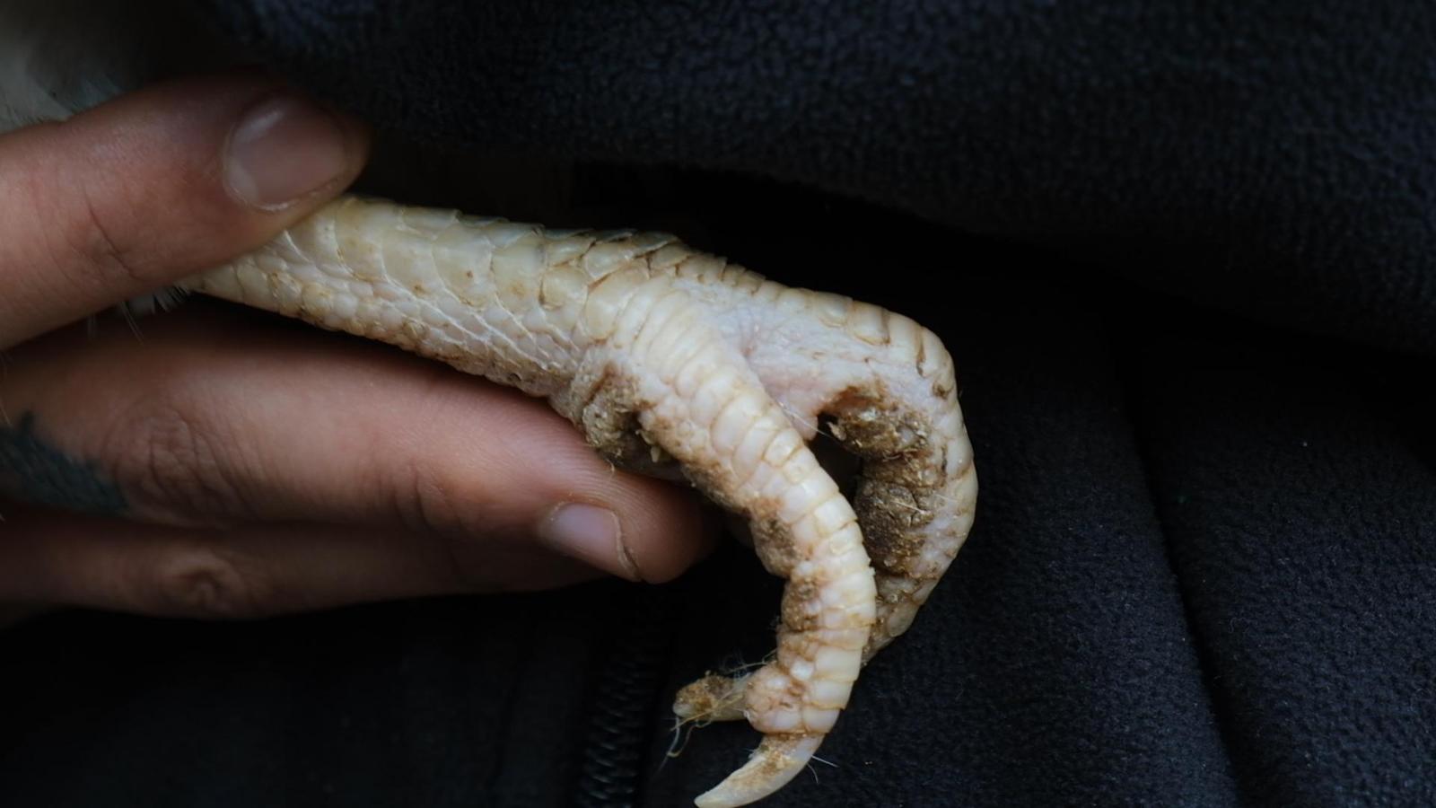 Disobbedienza Animale