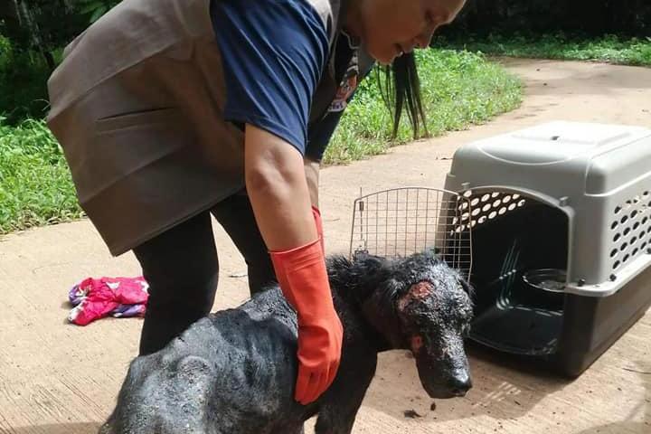 Animal welfare for forgotten souls helps animals in need