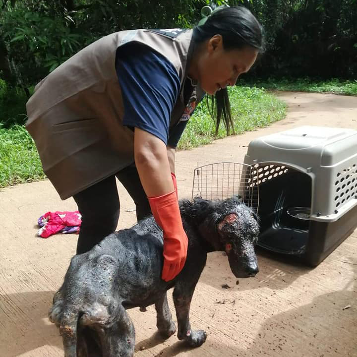 Animal welfare for forgotten souls helps animals in need