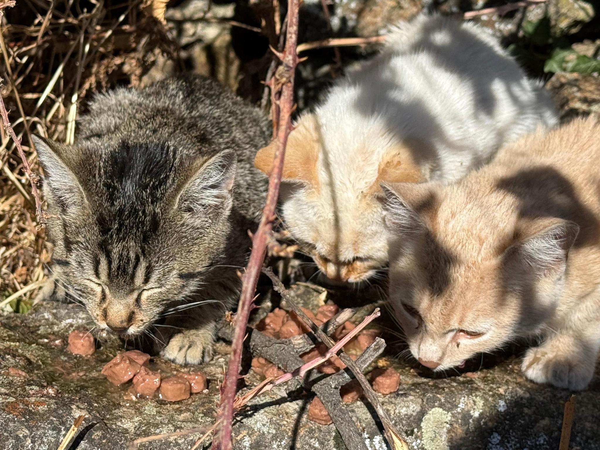 Michis de Santa Maria (Pueblo)