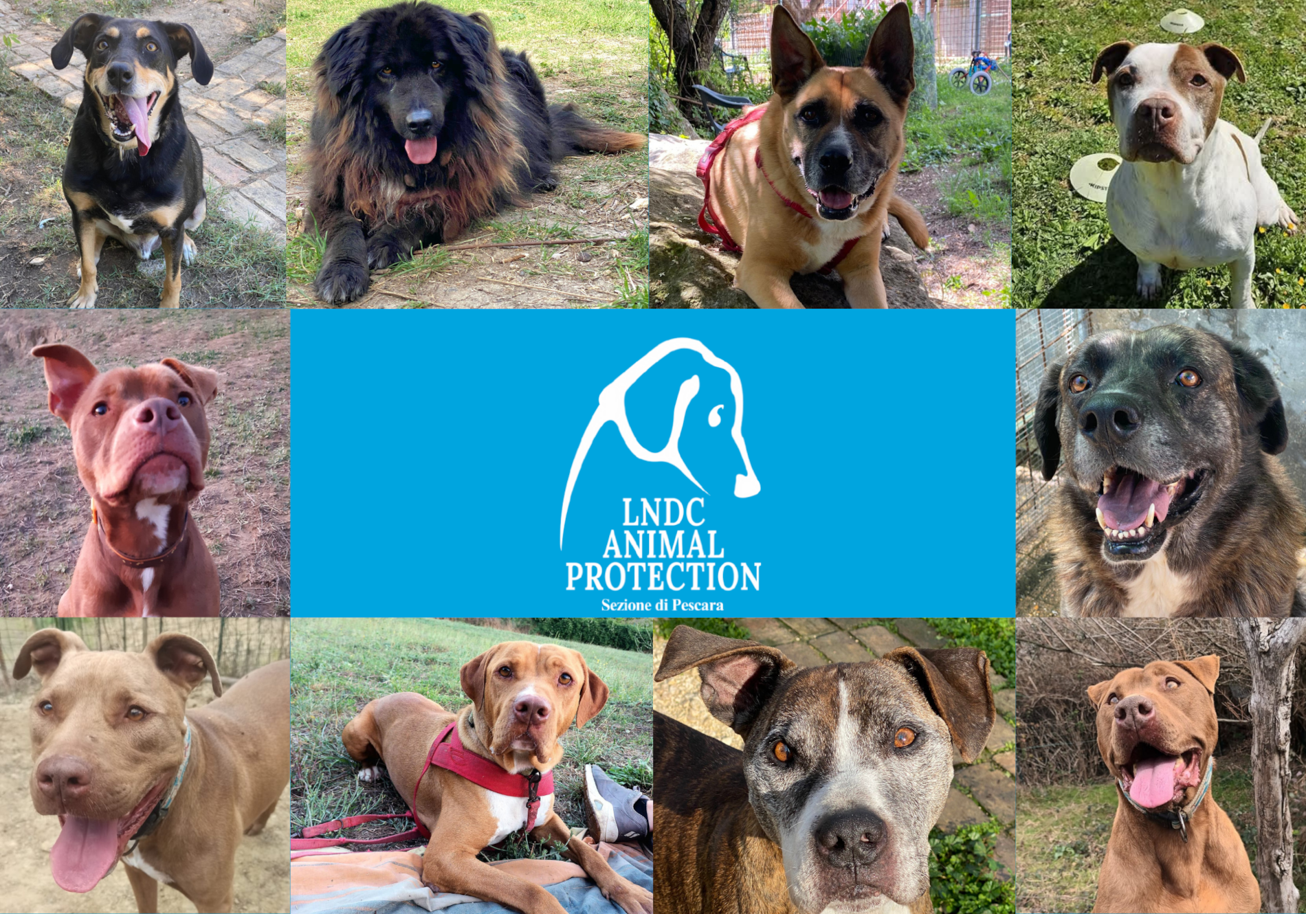 Lega del Cane Pescara