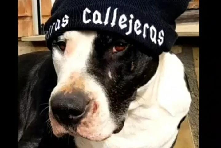 Perros Callejeros, Libres como el viento