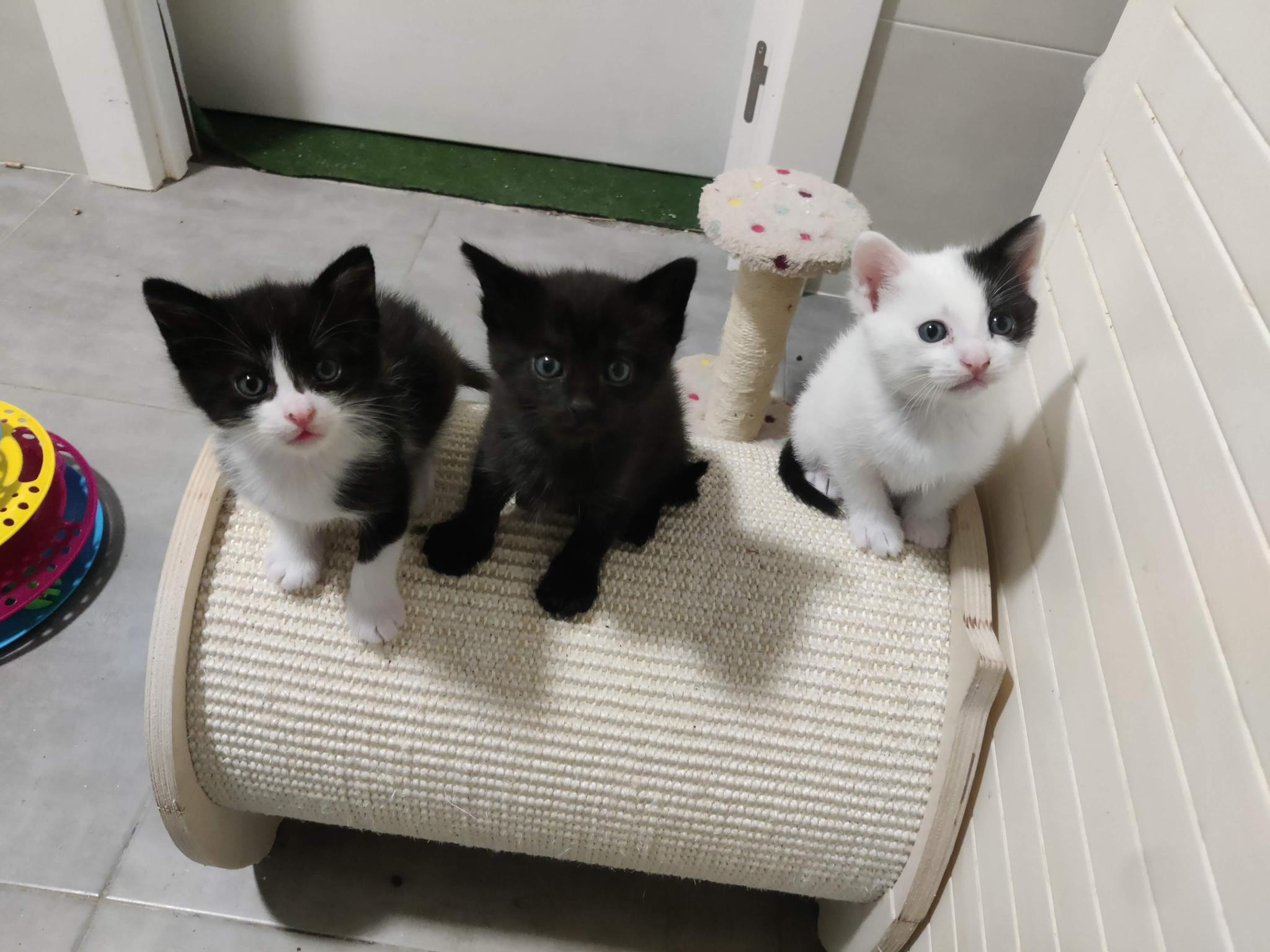 Мурки Испании