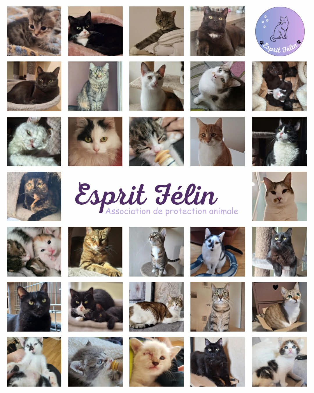 Esprit Félin