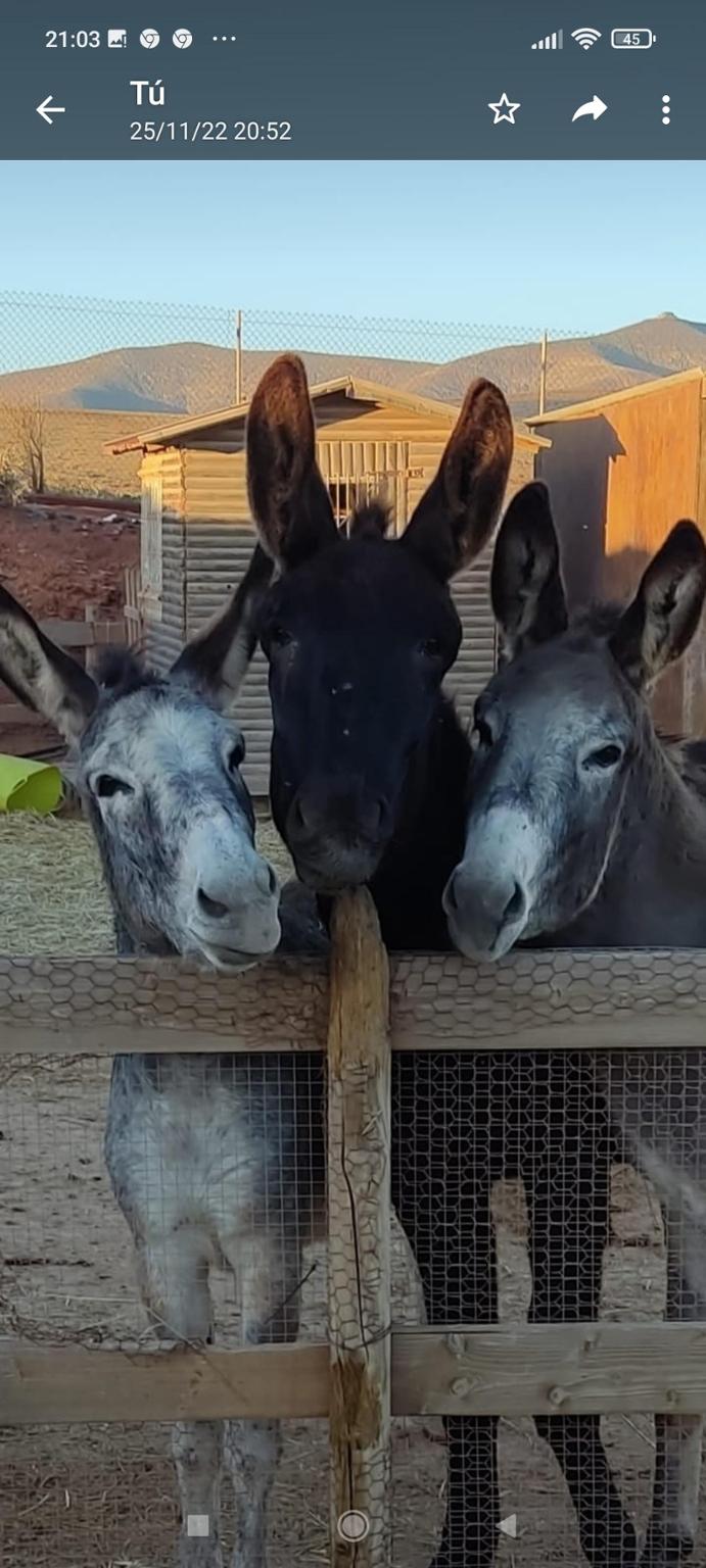 Donkey Farm