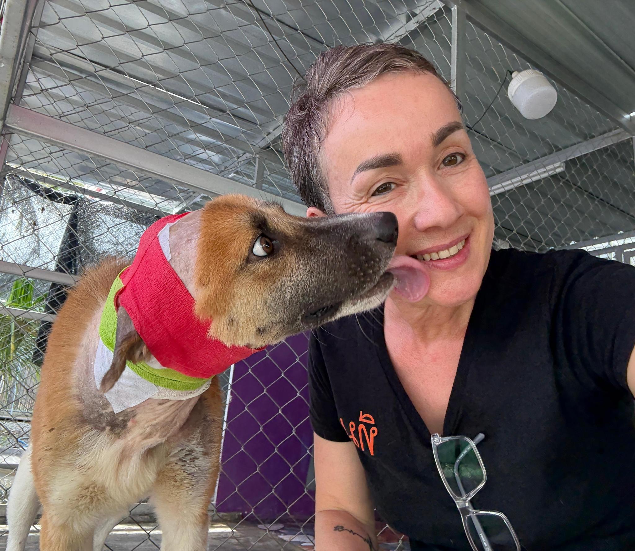 Project Street Dogs Thailand