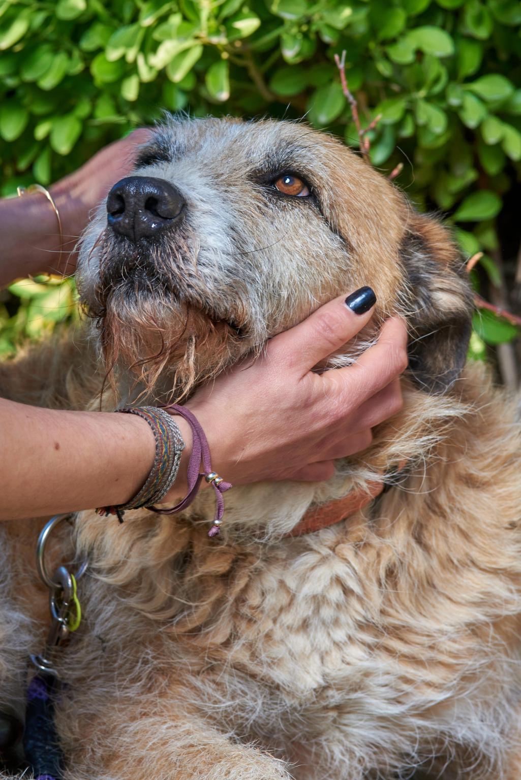PROTECTORA ANIMALES USKAR