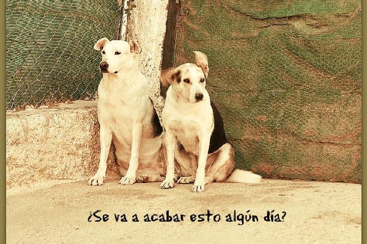 ayuda protecion y recuperacion animal