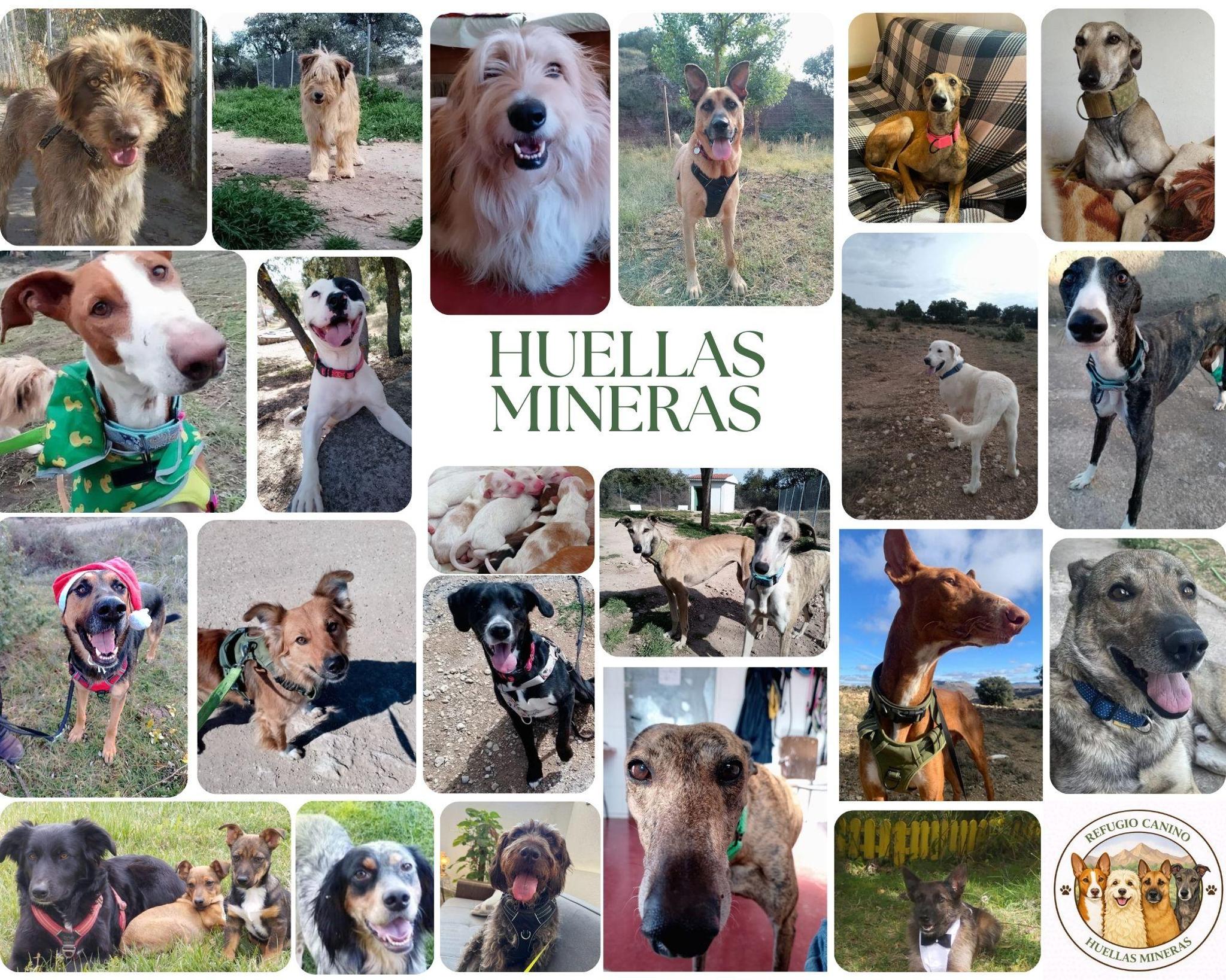 Asociacion Refugio Canino Huellas Mineras