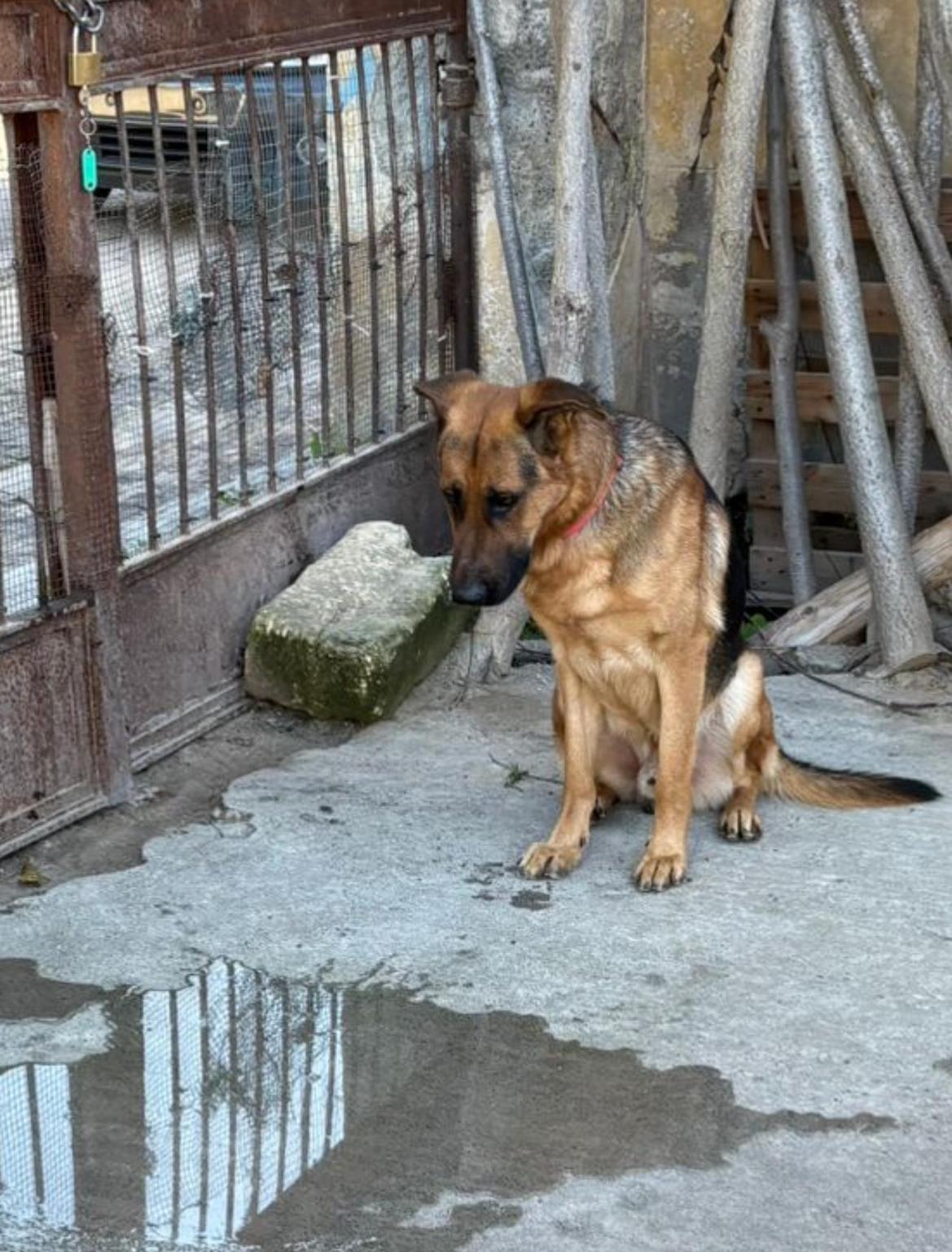 Una zampa nel ♥️ cuore