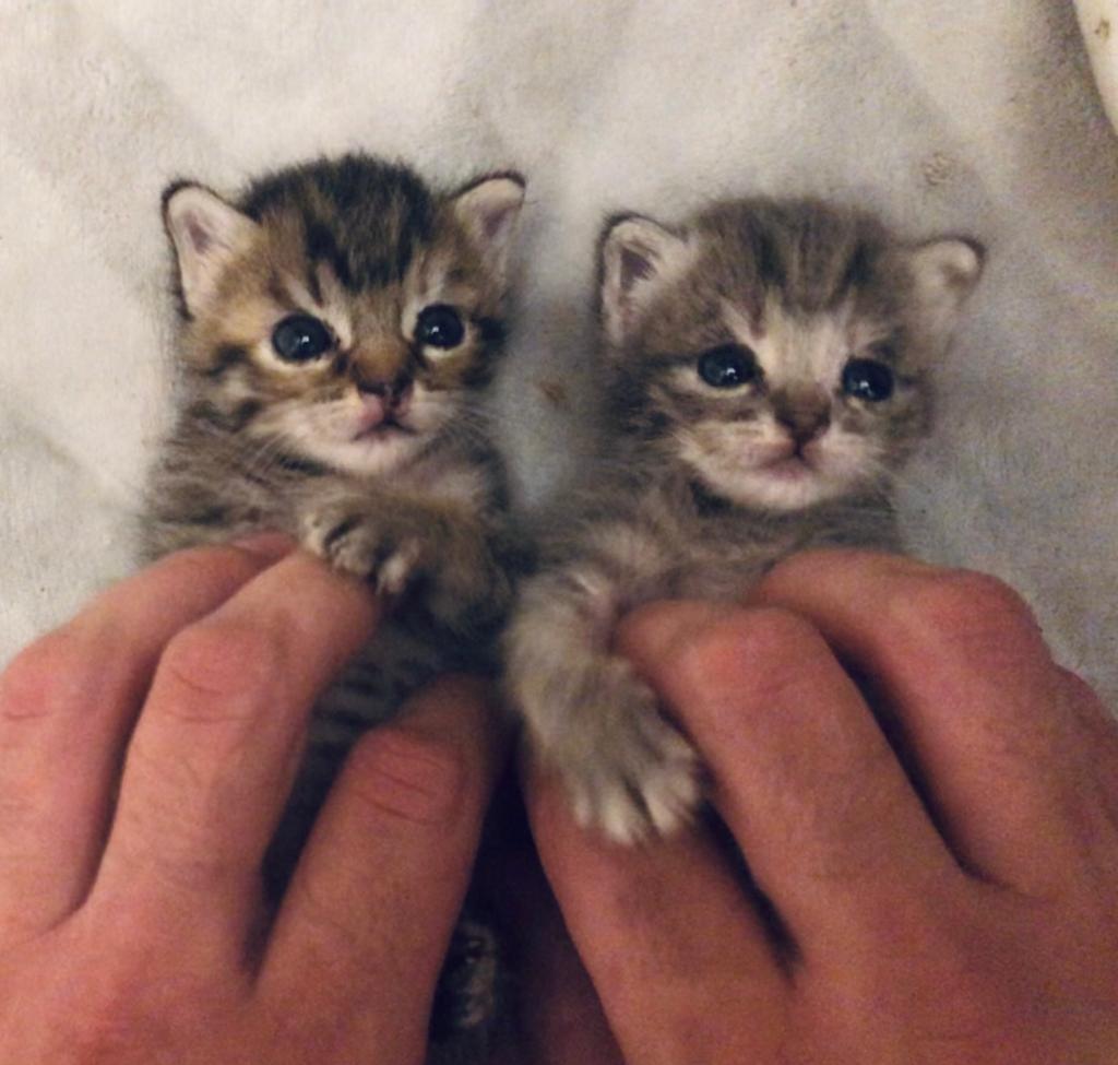 SELVATICO URBANO ODV